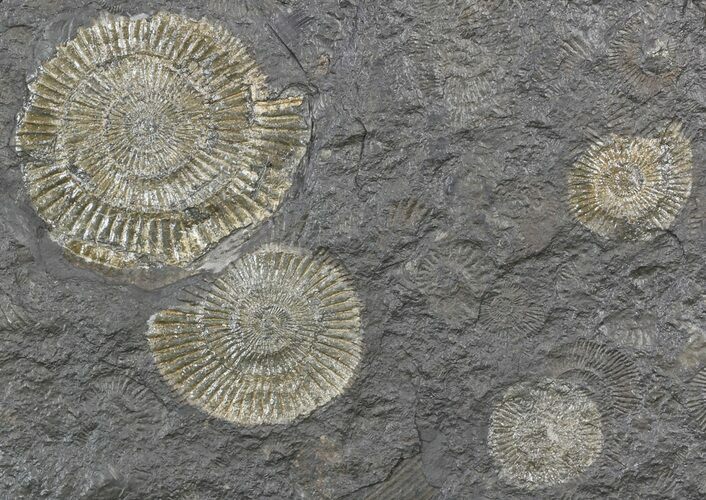 Dactylioceras Ammonite Cluster - Posidonia Shale #52897